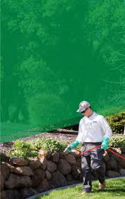 Control and removal of pests including. Pro Active Pest Control Eco Friendly Pest Control Experts Serving Ca