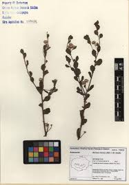 Image result for Pseudoconyza