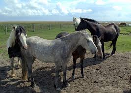 Juist Die Pferdeinsel Der Nordsee Juist Nordseeinseln Nordsee