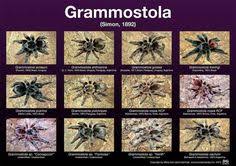 Quelle différence entre un rouquin et un requin? 35 Idees De Tarentule Araignee Arachnides Mygale