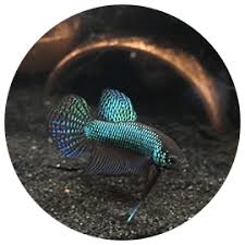 Blue betta ncbi blast name: Betta Fish The Ultimate Guide To Betta Fish Care Tank Setup