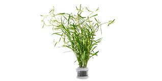 Image result for Rotala capensis