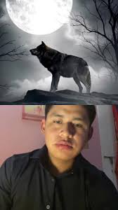 Man Asking Wolf to Be Friends and Says Ouch