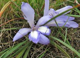 Image result for Babiana bainesii