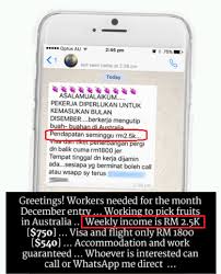 What are your career options as a malaysian pharmacist? Malaysians Falling For Fruit Picking Scams Have Become Slaves Working On Australian Farms