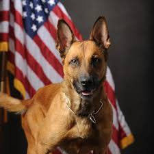 I had only been with the Sheriff's Office a little over a month when K9  Duke lost his life in the line of duty. It was the first major incident I  helped