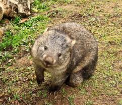 Image result for Common wombat