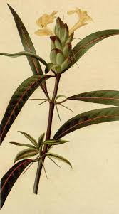 Image result for Barleria lancifolia