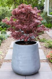 Diese eher klein bleibenden japanahorne eignen sich wunderbar für eine kübelkultur, sofern sie die aparten bäumchen richtig pflegen. Japanischer Ahorn Acer Palme Atropurpureum Kaufland De