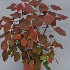 Image result for Euphorbia cotinifolia