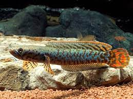 Channa Bleheri Rainbow Snakehead Seriously Fish