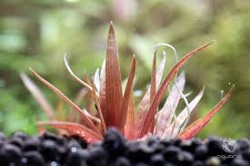 Image result for Eriocaulon bongense