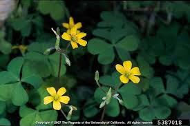 Oxalis stricta is a herbaceous plant grows as both a perennial and annual. Got Pests