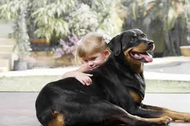 He will be very well socialized with children and started pad training. Are Rottweilers Good With Kids A Guide For Parents Embora Pets