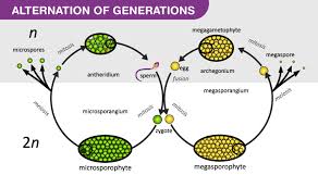 Hence the whole mechanism is called alternation of generations. Alternation Of Generations Life Cycle Of A Plant