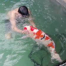 One that in the long run you will not be happy with. Worawut Chunkum Profile Pictures Facebook Koi Fish Pond Koi Fish Koi