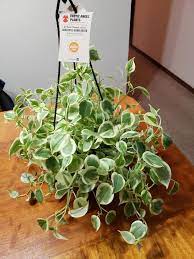 Cacti are intriguing plants that sometimes seem like they are from another world. Exotic Angels Is Back At It Is This A Peperomia Whatsthisplant