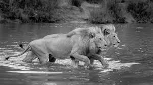 Photographic Journal From Behind The Finance Desk 2 Great Photos Image Photo