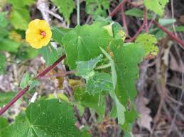 Image result for Pavonia burchellii