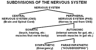 the cns and pns the main divisions of the nervous system