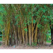 Long Bamboo Plant, बांस के पौधे, बम्बू प्लांट - Shree Usha Kiran Nursery, Godawari | ID: 16791953873