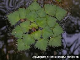 Image result for Maranthes