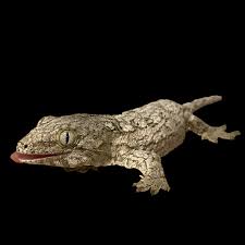 Image result for Xylopia lukei