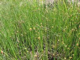 Image result for Schoenoplectus sp.no.3