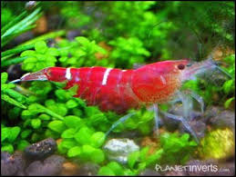 Red Cherry Shrimp Shrimp Red Cherry Shrimp Planted Aquarium