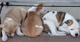 Be very cautious when looking at online ads. Saving A Pregnant Pit Bull And Her Puppies Petfinder Foundation