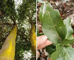 Image result for Beilschmiedia michelsonii