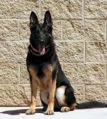 holloman bids uro good bye military working dogs german shepherd dogs working dogs