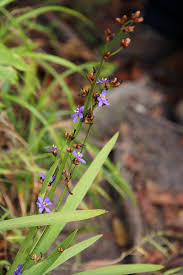 Image result for Aristea ecklonii