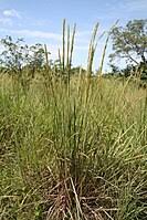 Image result for Panicum subflabellatum