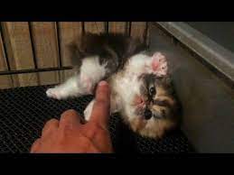 Untuk memberikan makanan anak kucing umur 1 bulan tidak bisa sembarangan. Anak Kucing Persia Belajar Jalan Kitten Persia Peaknose Youtube Kucing Persia Kitten Pets