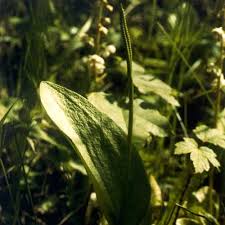 Image result for Ophioglossum vulgatum