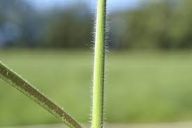 Image result for Urochloa eminii