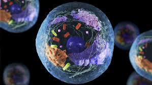 Explainer: Cells and their parts