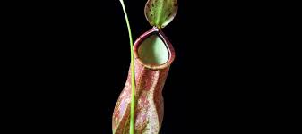 So people plant it around there house to keep mice out. Rat Eating Pitcher Plant Dave S Garden