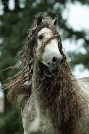 White Horse With Curly Brown Mane Horses Animals Beautiful Pretty Horses