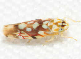 Image result for Erythrococca polyandra