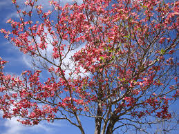 Spring Has Finally Arrived Do You Know The Legend Of The Dogwood Under The Butternut Tree Early Spring Flowers Spring Dogwood