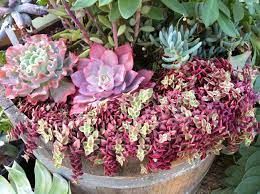 Explore idalingi's photos on flickr. Echeveria And Crassula Marginalis Rubra Variegata Succulents Echeveria Flower Garden Plants