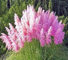 Pink Pampas Grass Seeds White Pampas Grass Seeds Cortaderia Etsy Pink Pampas Grass Pampas Grass Seed Cortaderia Selloana