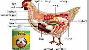 E coli symptoms in chickens. Crd In Poultry Chronic Respiratory Disease Growel Agrovet