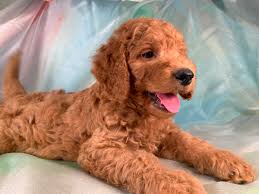 According to the goldendoodle association of america, mini goldendoodle size ranges from 14 to 17 inches. Miniature Goldendoodles Dark Reds F1 And F1b S Iowa Illinois Minnesota Breeders