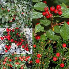 Image result for foto moud Forsterův