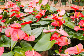 Anthurium veitchii (gallon sized pot). Anthurium Care And Growing Tips Joy Us Garden