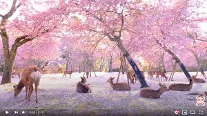 Sakura uchiha (うちはサクラ uchiha sakura née haruno (春野)) is a kunoichi of konohagakure. Sakura Cherry Blossoms Float On Breeze Land On Nara Deer In Perfect Hanami Video Soranews24 Japan News