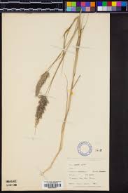 Image result for Enneapogon cenchroides